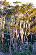 SC127 Paperbark Trees, Bundjalung National Park NSW